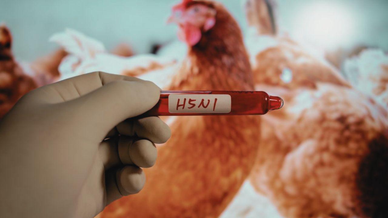 2-Yr-Old Aussie Girl Positive For H5N1 Bird Flu: WHO