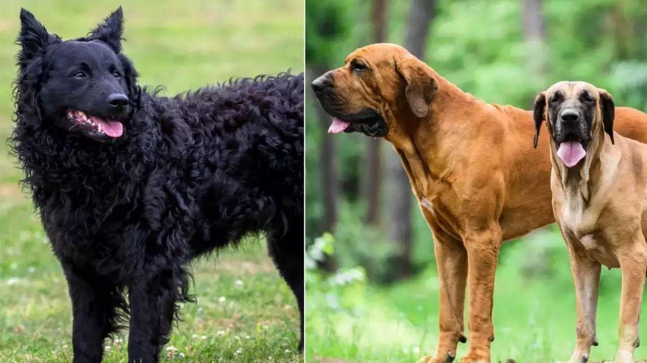 International Dog Day: Discover Rare Dog Breeds
