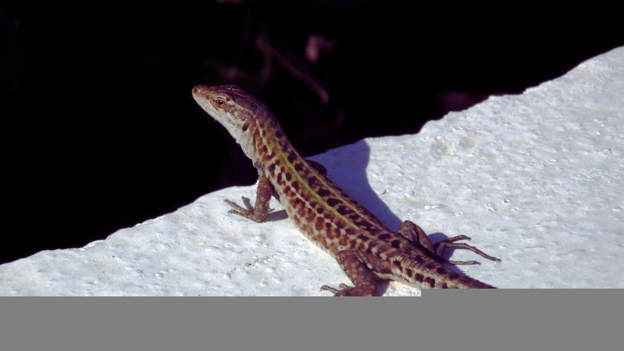 Why Some Animals Can Regrow Limbs But Humans Can’t — Yet