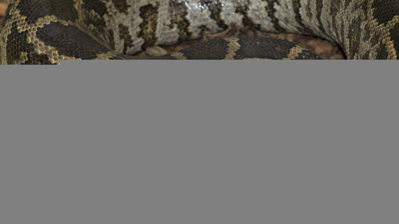 Hunter Battles Massive 17-Foot Python in Florida Everglades