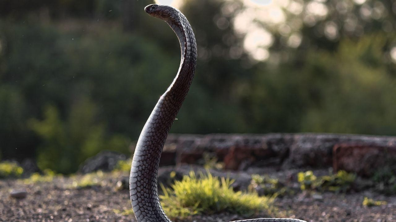 Bengaluru Man Dies After Snake Hides in His Slippers