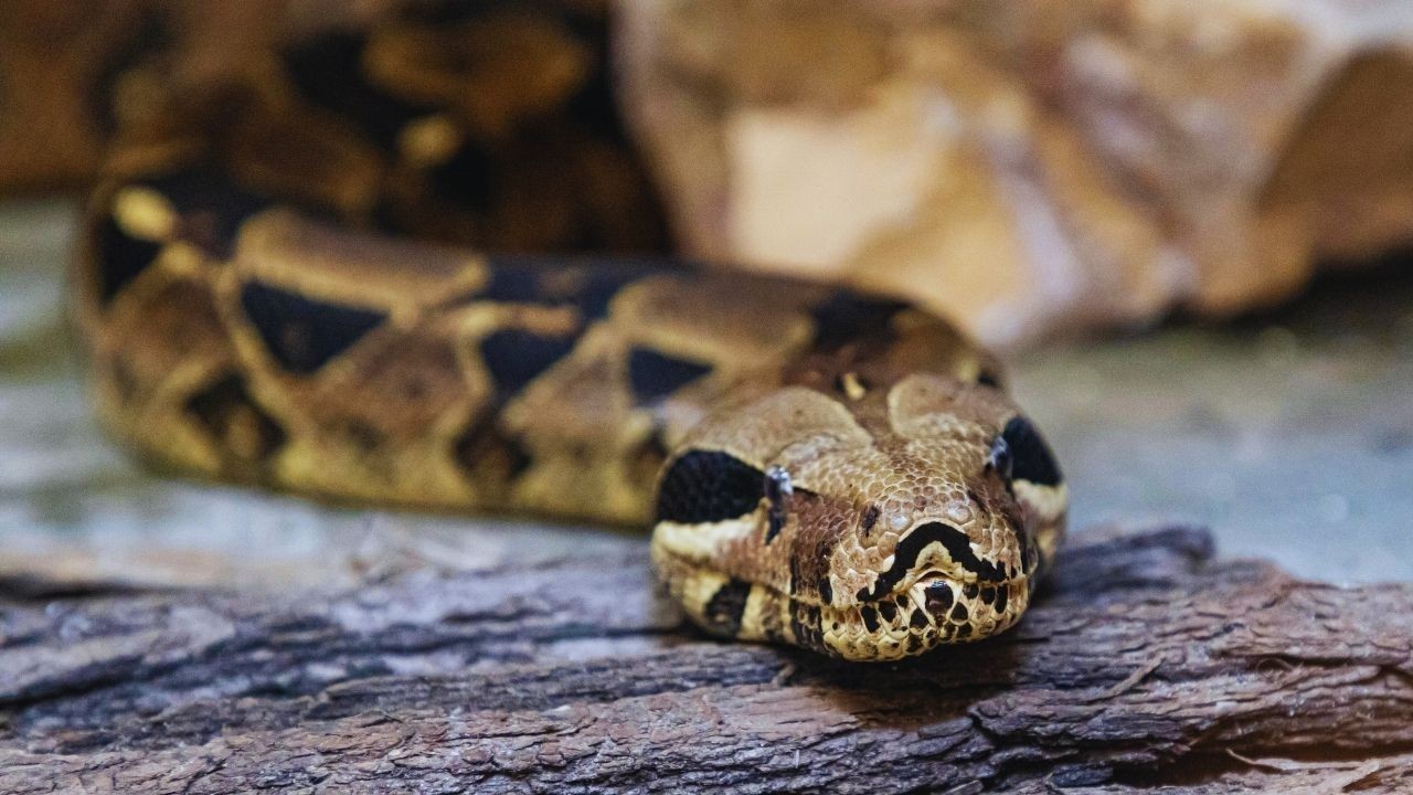 Kerala’s Hidden World of Snakes: A Journey Through 350 Species Across Forests and Villages