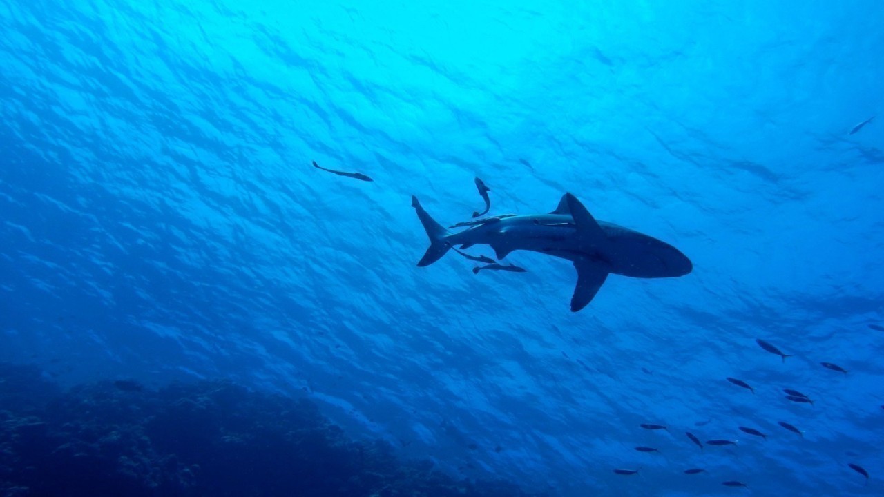 Orcas Hunt Juvenile Great White Sharks in Mexico in Rare Coordinated Attack