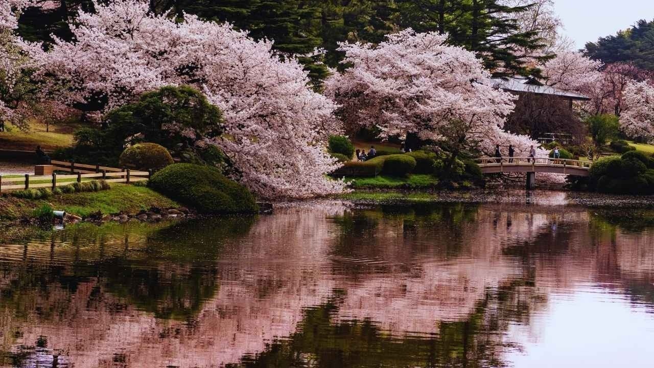 Shillong Is Trending: How Cherry Blossoms, Culture, and Clean Air Put the Northeast on Top