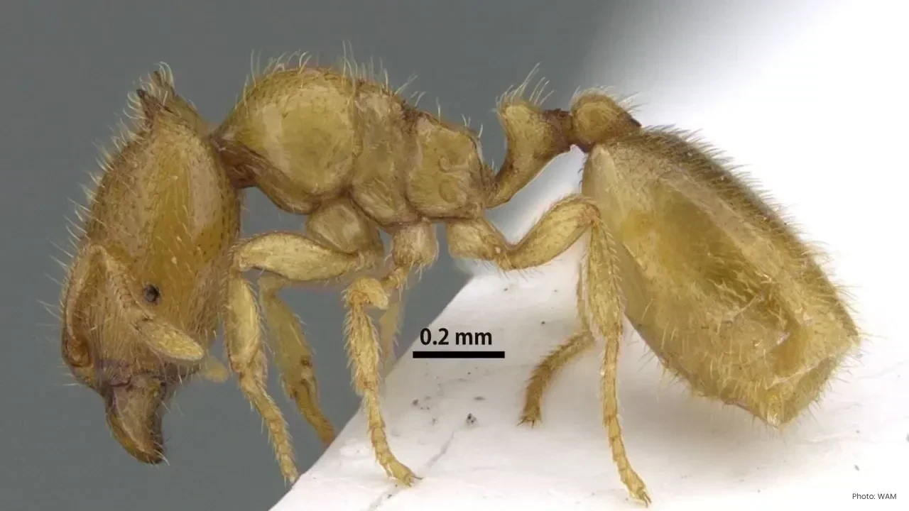 Rare “Sharjah Ant” Discovered in Hajar Mountains