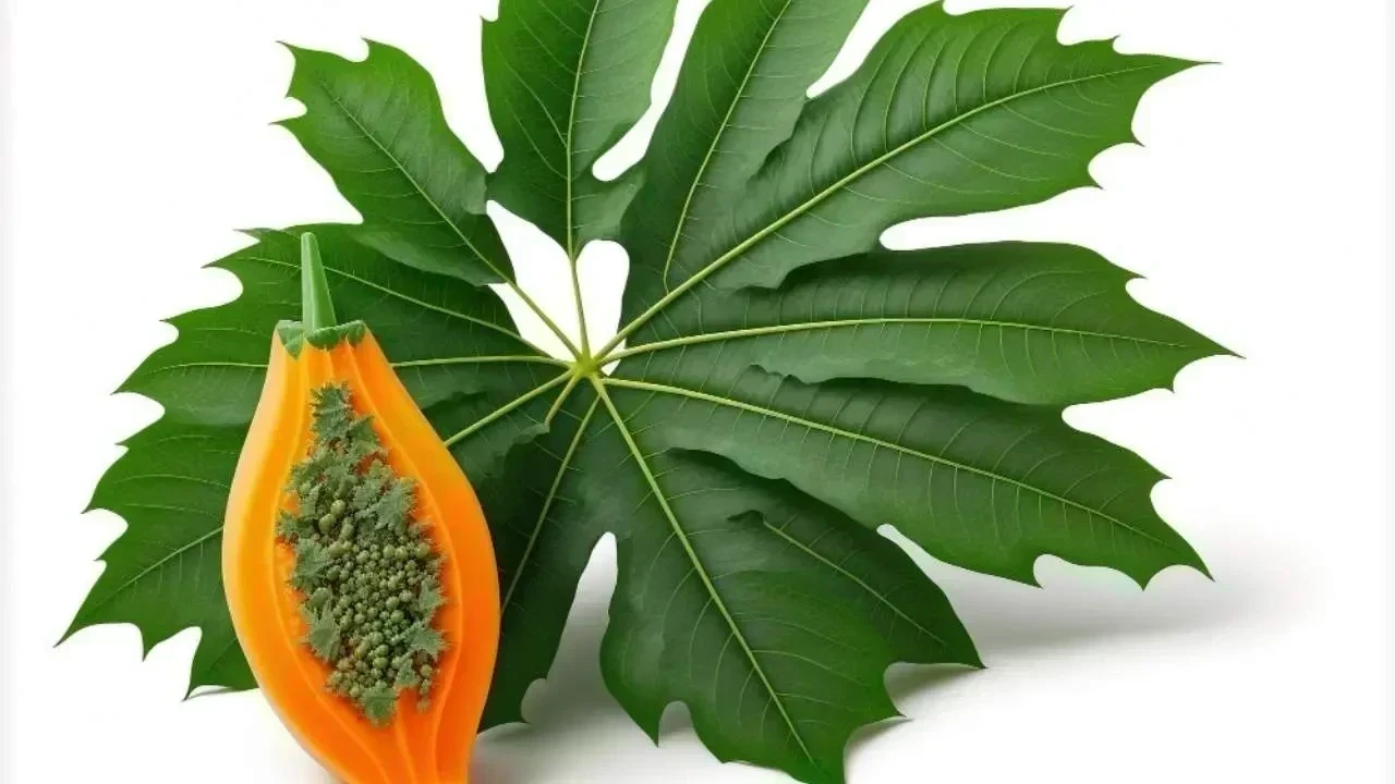 Benefits of Papaya Leaves: A Natural Remedy With Strong Health Advantages