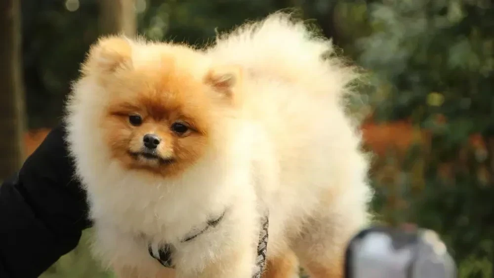 Cute Small Dog Breeds That Stay Tiny Forever