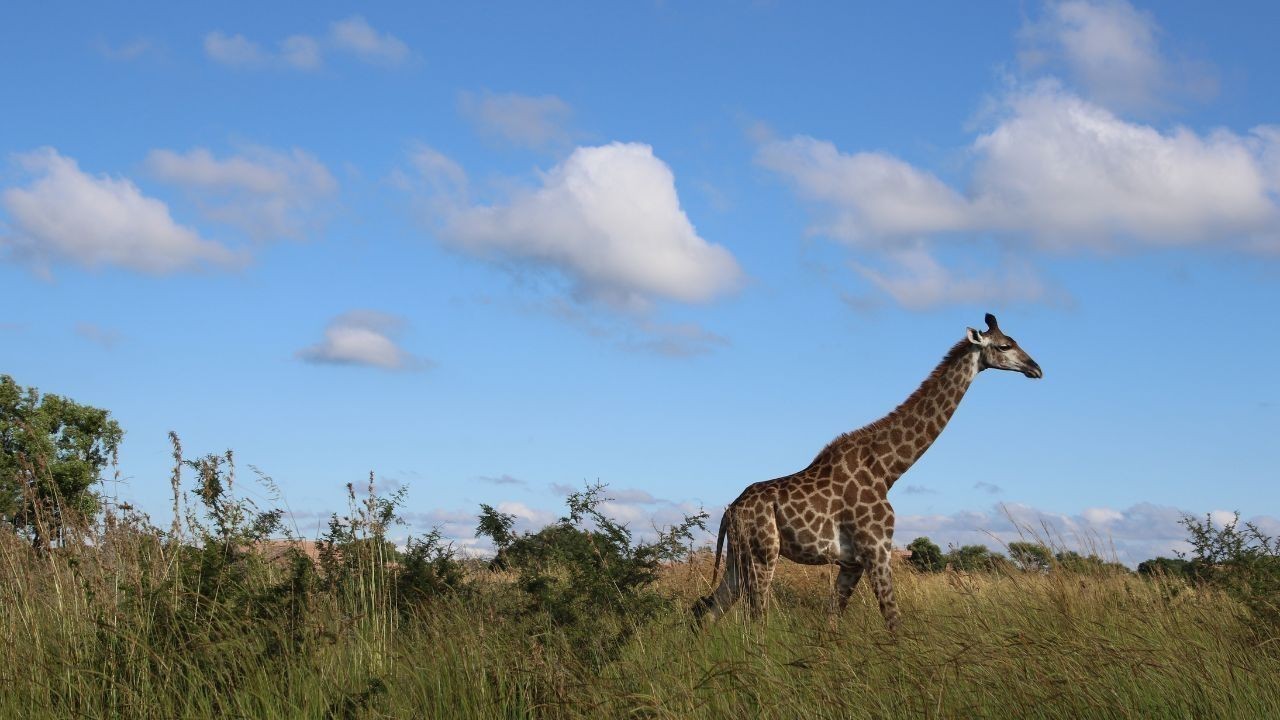 Alarming Shift: Africa's Forests Become Carbon Emitters