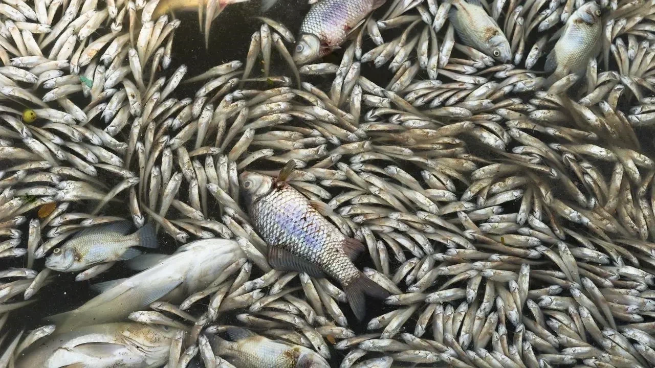 Dead Fish Found in Al Muzoon Canal After Sudden Algal Bloom