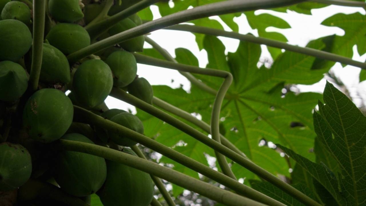 11 Amazing Health Benefits of Papaya Leaves