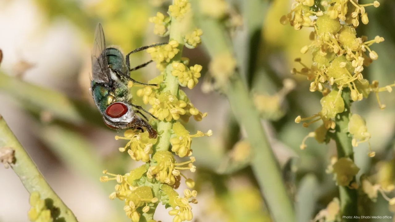 UAE Launches Major Project to Decode Native Plant Genomes