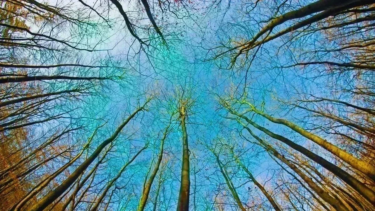 Navigating the Climate Change Dilemma: Adaptation or Mitigation?