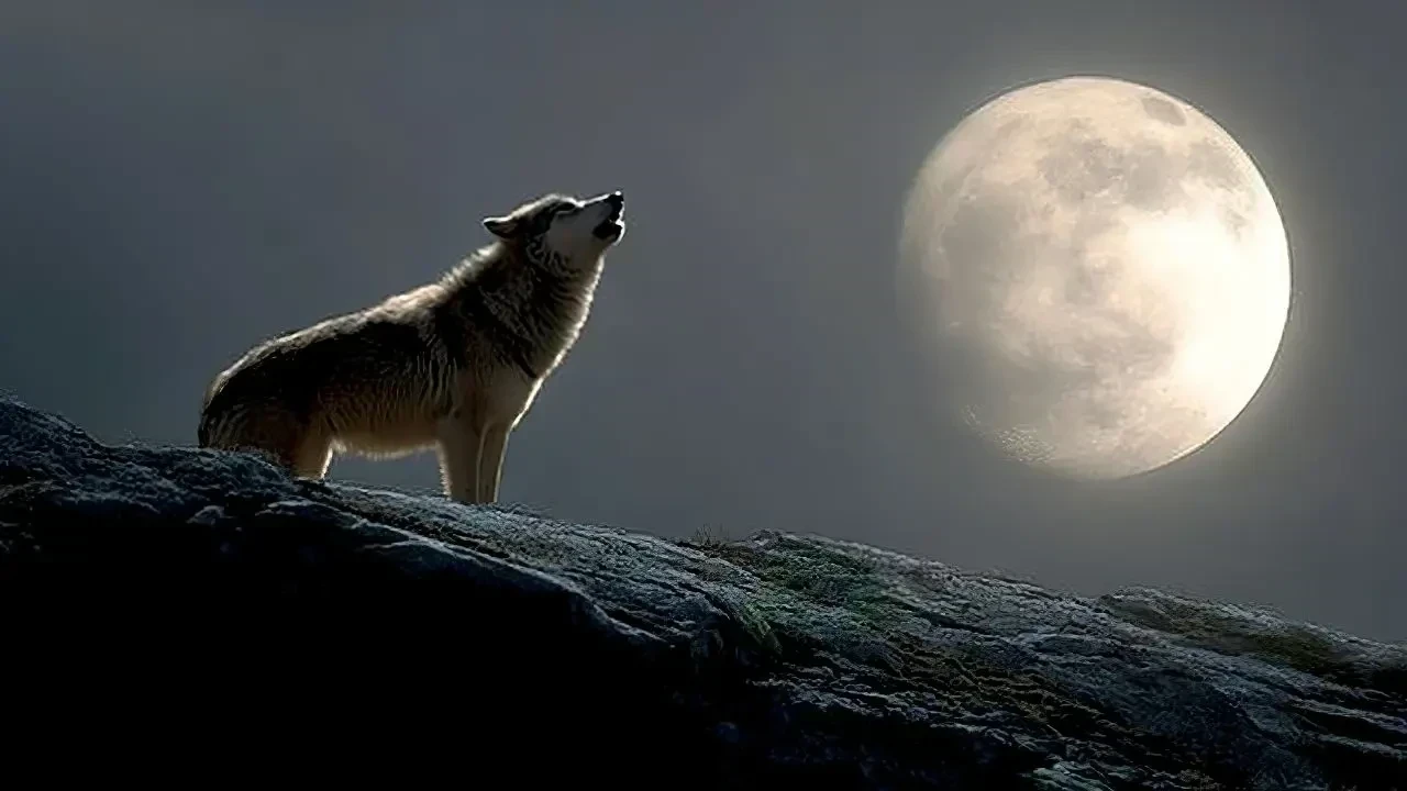 Wolf Moon 2026: Experience the Magical Glow of Paush Purnima Tonight