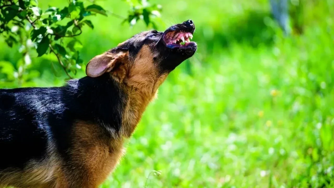 Youth Hospitalized After Dog Attack in Nova Scotia